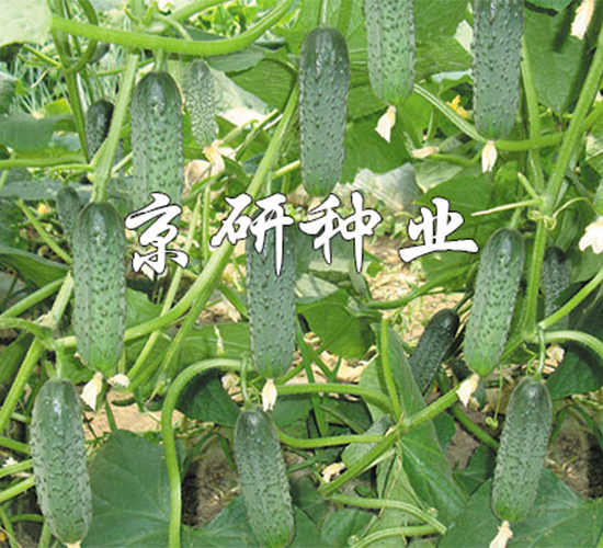 ������n��-�S�ϷN��-����