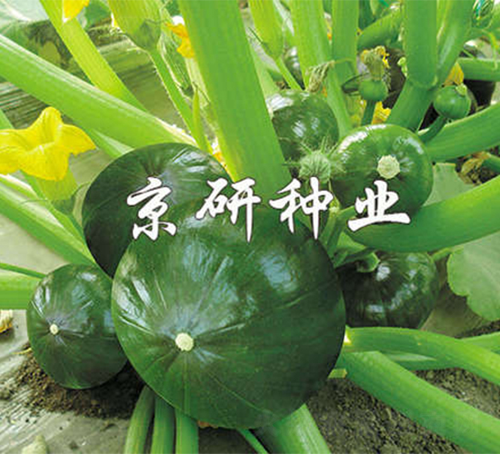 �������-�ϹϷN��-����