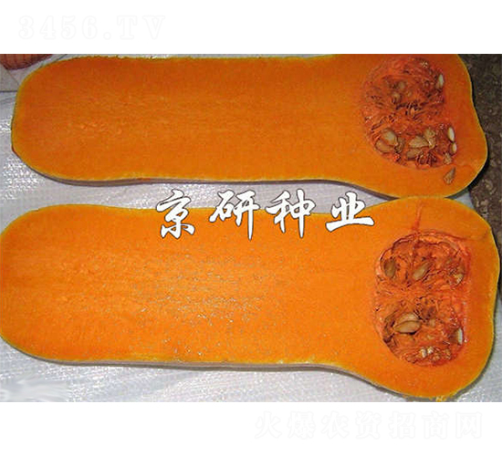 �S��2̖(h��o)�Ϲ�-�ϹϷN��-����