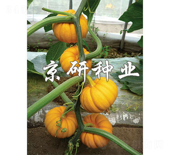 ������-�ϹϷN��-����