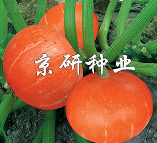 �������t��A-�ϹϷN��-����