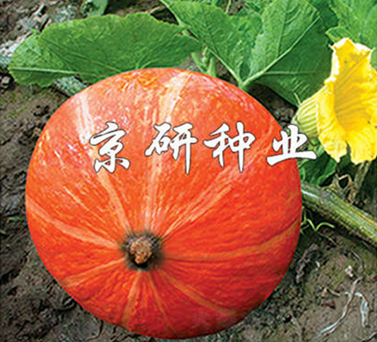 ���t��-�ϹϷN��-����