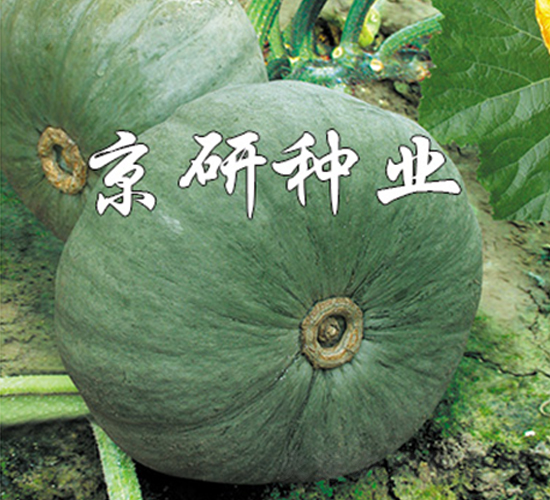 �������y��-�ϹϷN��-����