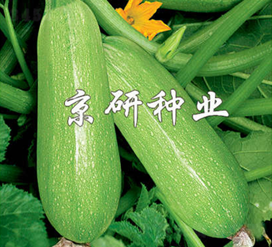 ����5̖(h��o)-�����J�N��-����