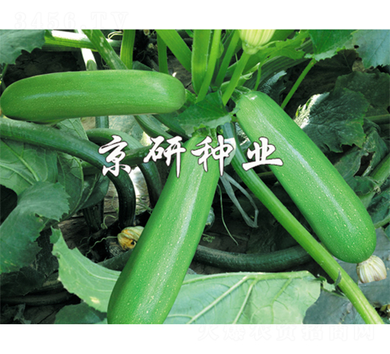 ����10̖-�����J�N��-����