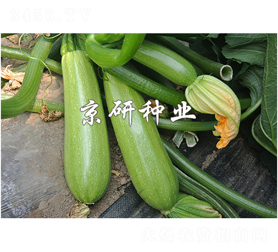 ����11̖(h��o)-�����J�N��-����