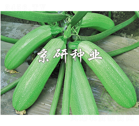 ���22̖-�����J�N��-����