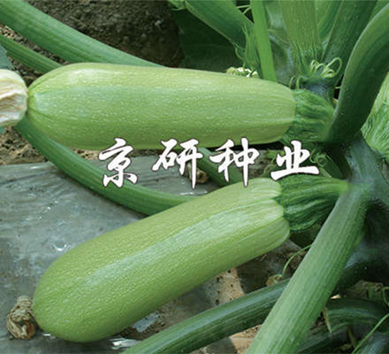 ����293-�����J�N��-����