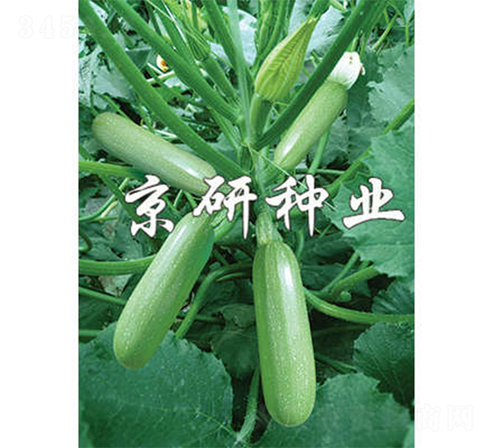 ����33-�����J�N��-����