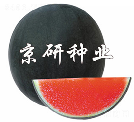 ����-���ϷN��-����