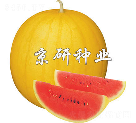 �SƤ����1̖-���ϷN��-����