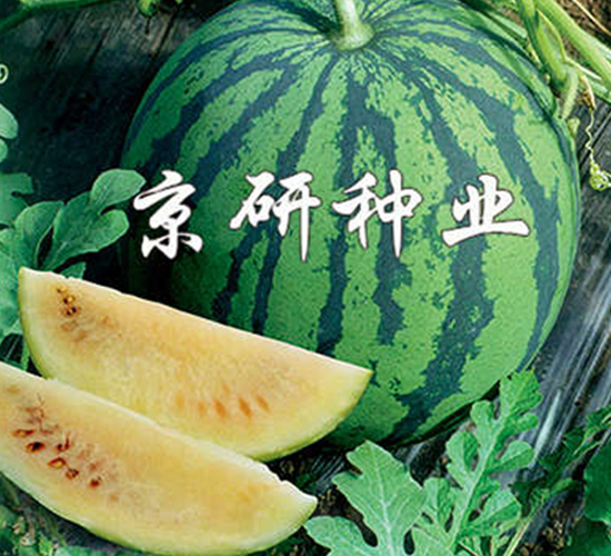 ��ѩ-���ϷN��-����