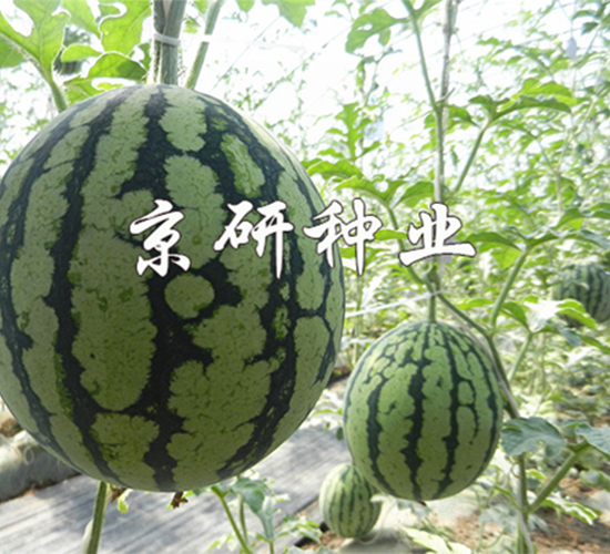 ����4K-���ϷN��-����