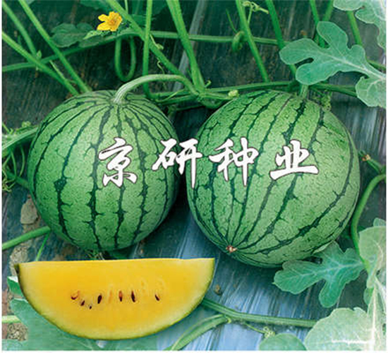 ���@-���ϷN��-����