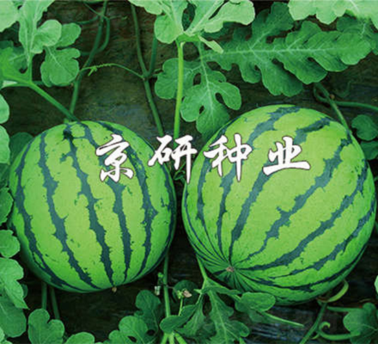 ����7̖-���ϷN��-����