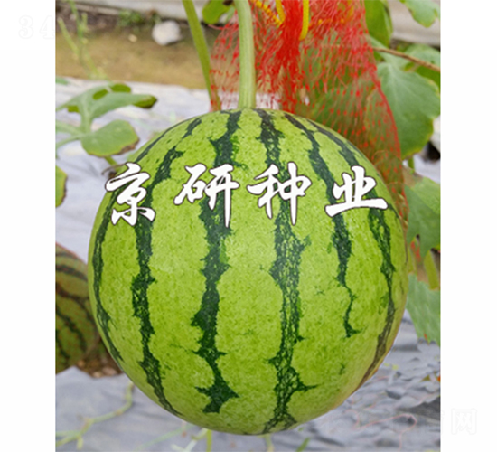 ����-���ϷN��-����