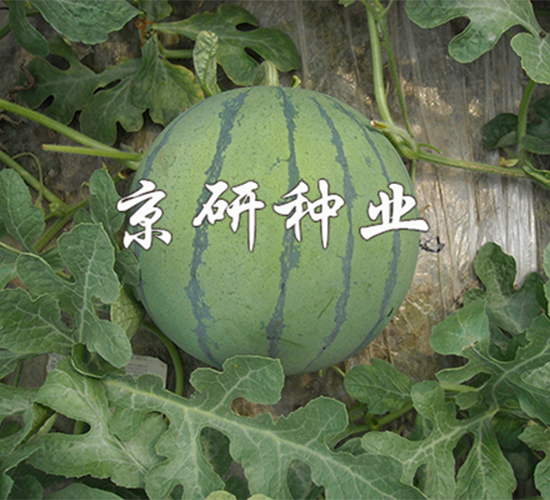 ���P-���ϷN��-����