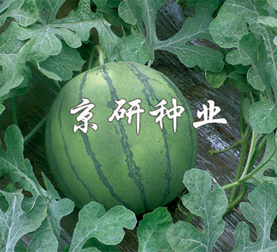 ���P-���ϷN��-����