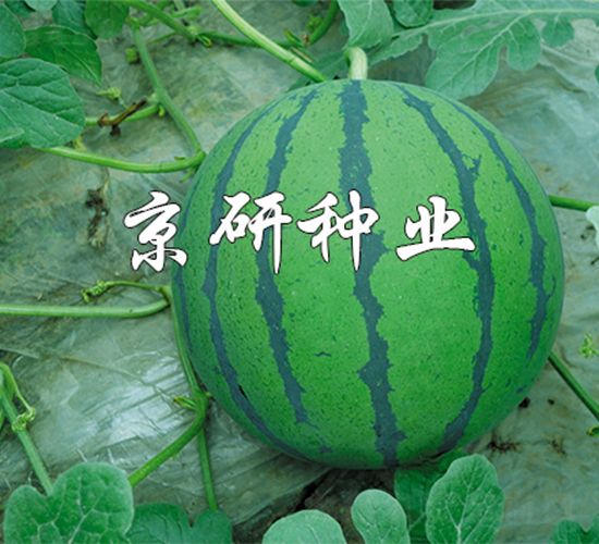 �A��-���ϷN��-����