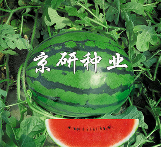 ����-���ϷN��-����