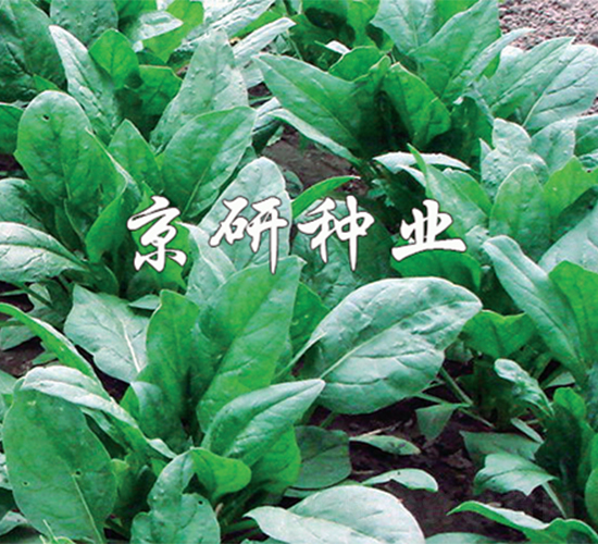 ����5̖-���˷N��-����