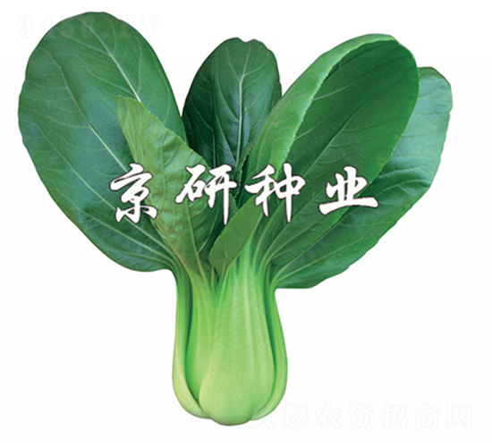 ����4̖(h��o)-С�ײ˷N��-����