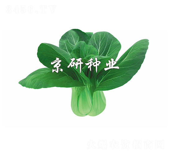 ����6̖-С�ײ˷N��-����