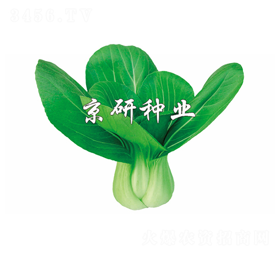 ����1̖-С�ײ˷N��-����