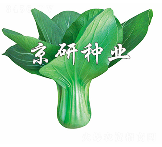 ���G4̖-С�ײ˷N��-����