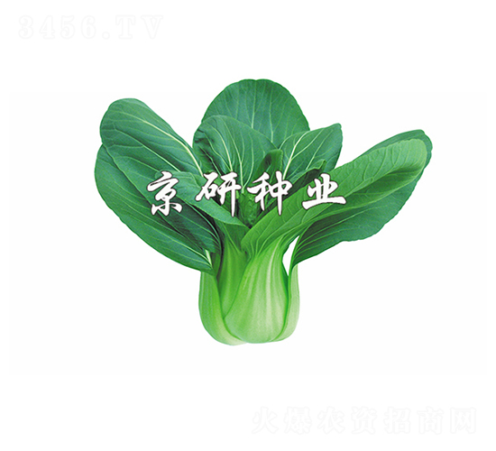 ���G5̖-С�ײ˷N��-����