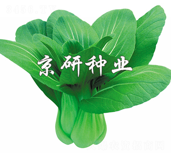 ����1̖-С�ײ˷N��-����