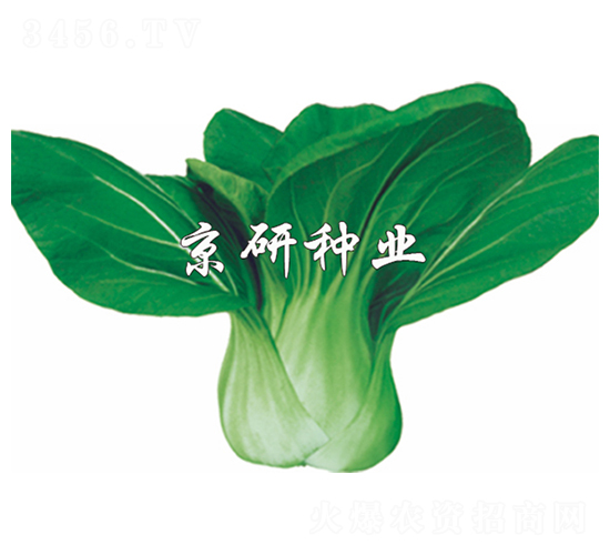 ����-С�ײ˷N��-����