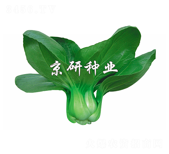 ����5̖-С�ײ˷N��-����