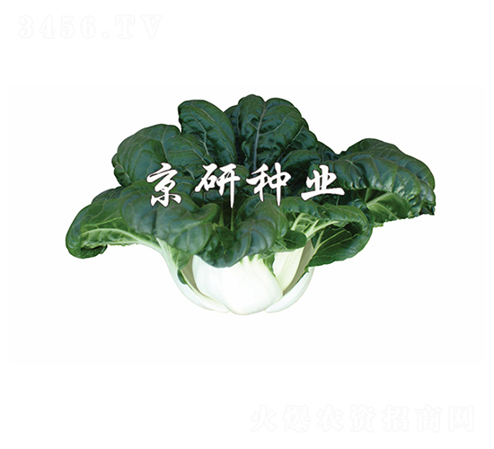 ����2̖(h��o)-С�ײ˷N��-����