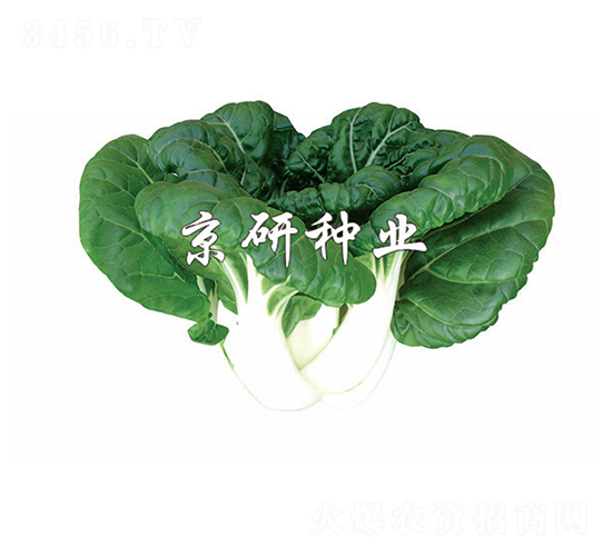 �̰�1̖(h��o)-С�ײ˷N��-����