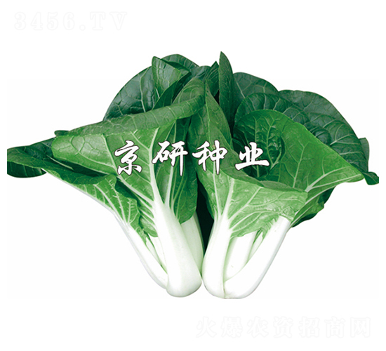 ���к��~-С�ײ˷N��-����