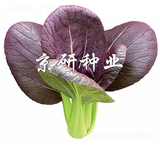 �Ϲ�1̖-С�ײ˷N��-����