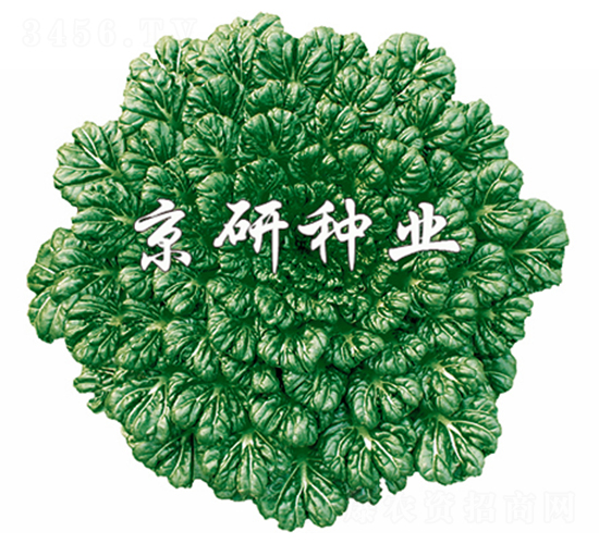 ���G������-С�ײ˷N��-����