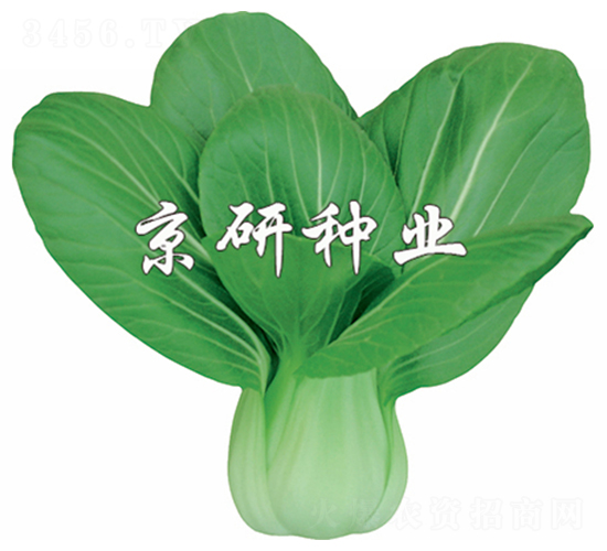 ����2̖(h��o)-С�ײ˷N��-����