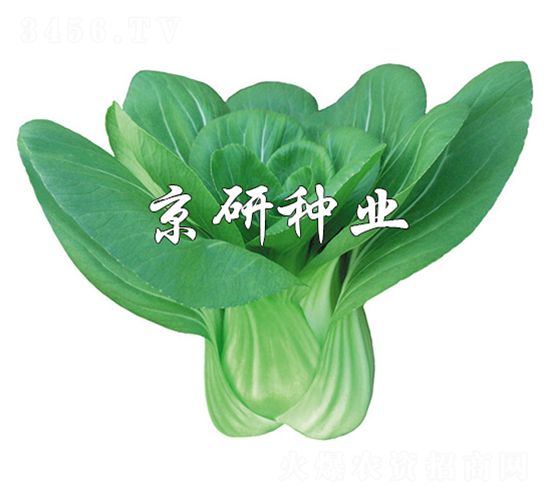 ����3̖-С�ײ˷N��-����