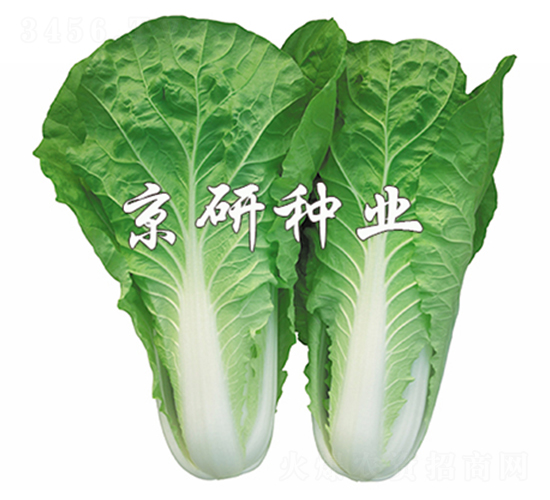 ���п��6̖(h��o)-��˷N��-����