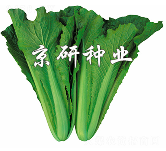 �G��2̖-��˷N��-����