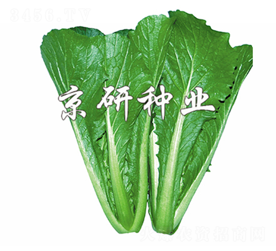 �G��3̖(h��o)-��˷N��-����