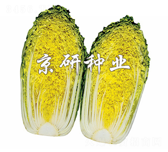 ������2̖-���޲˷N��-����