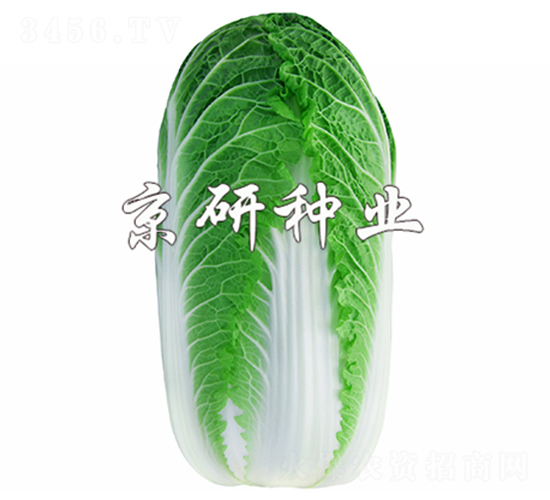 ������3̖-���޲˷N��-����