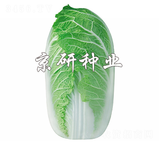 ����-���޲˷N��-����