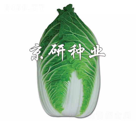 �����G-�ײ˷N��-����