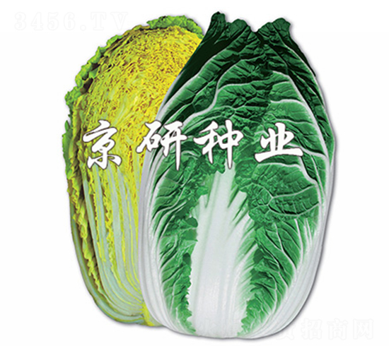 �����S-�ײ˷N��-����