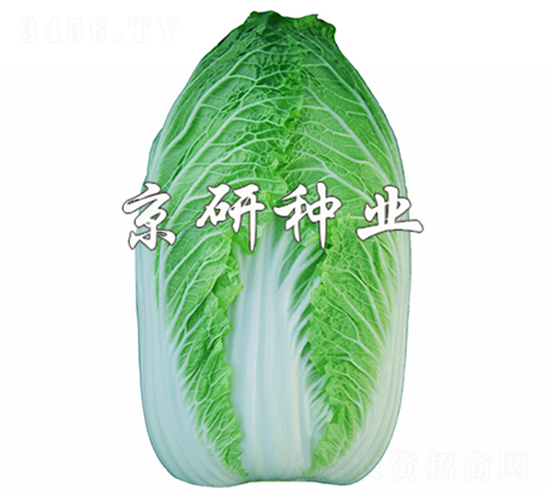 ����CR1-�ײ˷N��-����