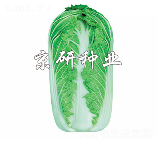 ����61̖-�ײ˷N��-����